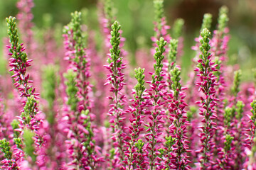 close up of pink and green heather in bloom
