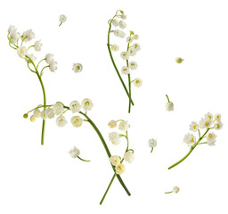 Beautiful Lily of the valley flower falling in the air isolated on white background. levitation or zero gravity floral conception. High resolution image. © Agave Studio