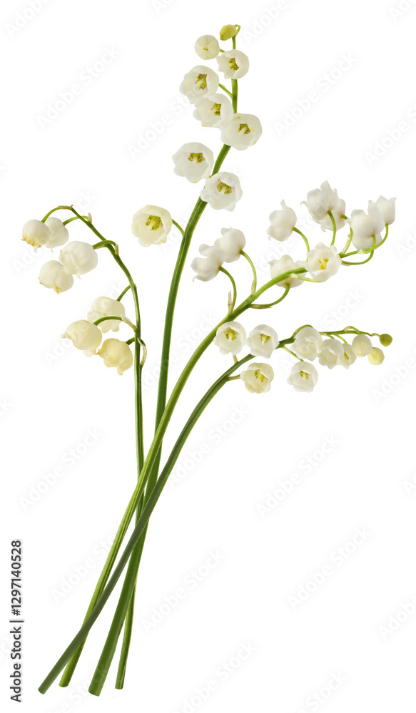 Wall mural beautiful lily of the valley flower falling in the air isolated on white background. levitation or z