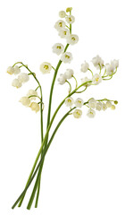 Beautiful Lily of the valley flower falling in the air isolated on white background. levitation or...