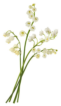 Beautiful Lily of the valley flower falling in the air isolated on white background. levitation or zero gravity floral conception. High resolution image.
