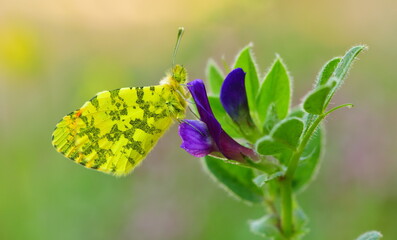 Anthocharis Damone 1123