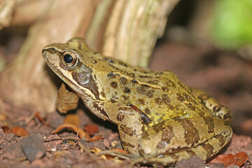 Toad on the ground	