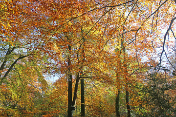 	
Decoy Country Park, Devon in Autumn	