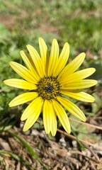 Gelbe spanische Blume