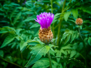 Cornflower in bloom