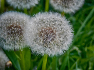 Fluffy dandelion macro