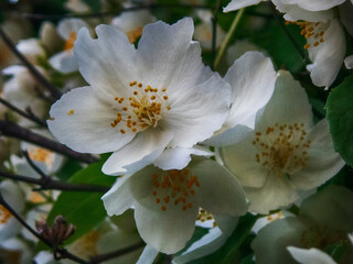 Jasmine flowers