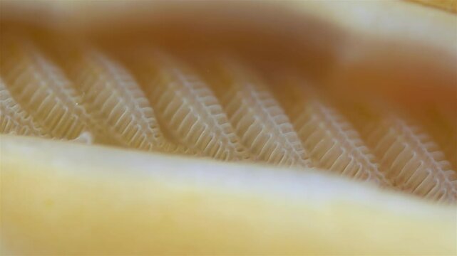 Mollusca Tonicella marmorea under microscope, order Chitonida. The video shows gills close up. White Sea