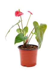 Red anthurium flowers.
