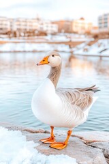 Elegant gray goose standing gracefully by a serene body of water on a calm snowy day with soft pastel colors in the background