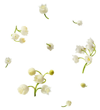 Beautiful Lily of the valley flower falling in the air isolated on white background. levitation or zero gravity floral conception. High resolution image.