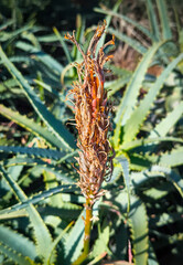 withered and dried aloe vera flower