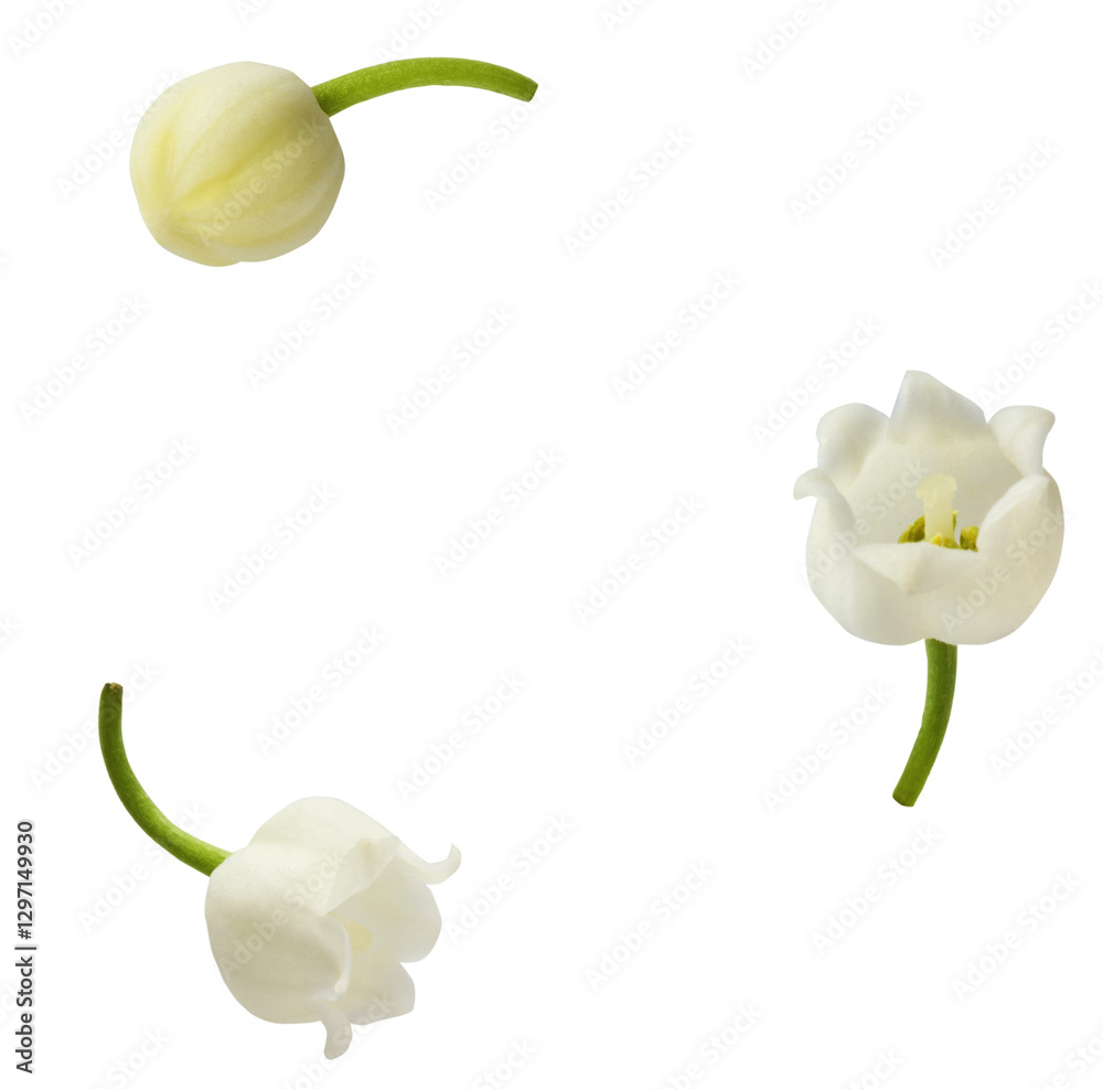 Wall mural beautiful lily of the valley flower falling in the air isolated on white background. levitation or z
