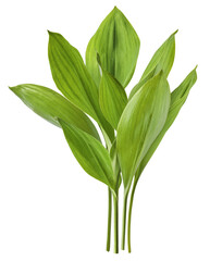 Beautiful Lily of the valley leaves or wild leek falling in the air isolated on white background....