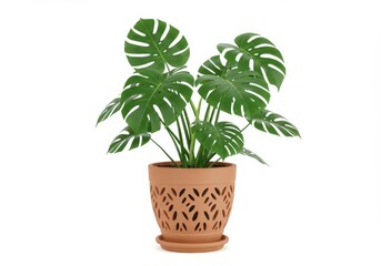 Fototapeta premium A lush green monstera plant in a terracotta pot with cut-out patterns isolated on a white background