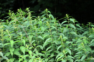 Dioecious nettle (Urtica dioica) grows in nature