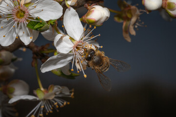 bee on a flower