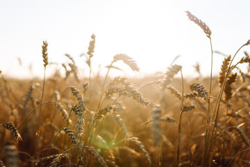Fototapeta premium A field of golden wheat stretches across the landscape, illuminated by the warm glow of the late afternoon sun. Concept of a rich harvest, agribusiness.