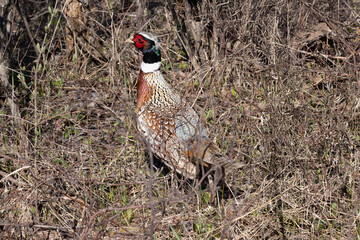 Ring-necked pheasant Phasianus colchicus blending into its environment