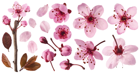 Creative set collection with Blooming of delicate pink flowers falling in the air, isolated on white background. Prunus cerasifera 'Nigra' or Canadian black plum