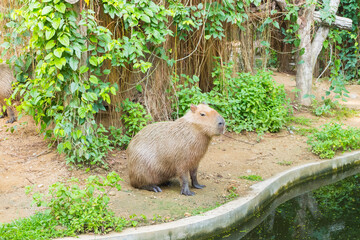 Capybara Sitting in the wild,Hydrochaeris hydrochaeris The biggest mouse Capybara