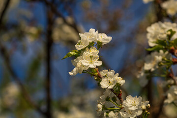 Spring colors in the Botanical Garden of Bucharest