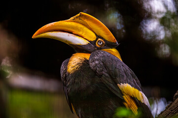 The fascination of tropical birds: the hornbill’s unique appearance and attitude