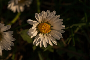 Obraz premium Spring colors in the Botanical Garden of Bucharest