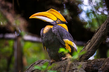 The fascination of tropical birds: the hornbill’s unique appearance and attitude