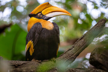 The fascination of tropical birds: the hornbill’s unique appearance and attitude