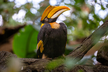 The fascination of tropical birds: the hornbill’s unique appearance and attitude