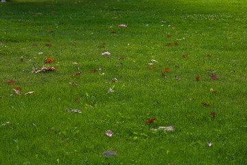Fototapeta premium Green landscape near the lake in Cismigiu Garden (Gradina Cismigiu)