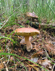 Mushrooms in the fall forest. Boletus