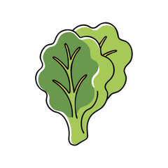Fresh lettuce leaves cartoon icon, style with green vegetables illustration for farm produce, salad recipes and organic gardening