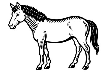 Fototapeta premium Przewalski's Horse Vector Art – A Majestic Wild Horse Design