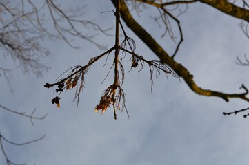 tree branches against blue sky