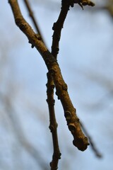 willow branches in spring