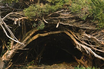 Fototapeta premium hole in the trees 