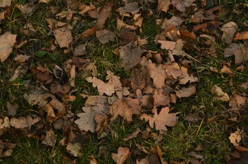 autumn leaves on the ground