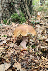 Mushrooms in the fall forest. Boletus