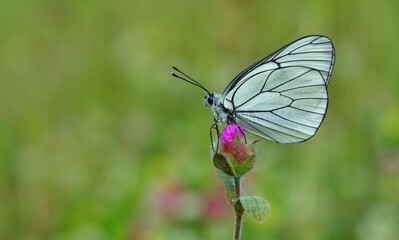 Aporia crataegi 1109