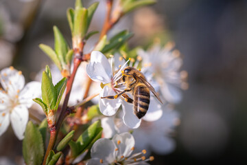bee on a flower