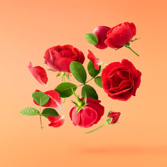 Beautiful Red English Rose falling in the air isolated on orange background. High resolution image....