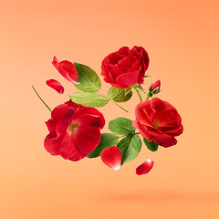Beautiful Red English Rose falling in the air isolated on orange background. High resolution image....