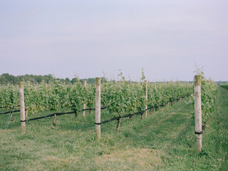 Vineyards thriving under the soft light of late afternoon sun in a rural landscape