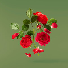 Beautiful Red English Rose falling in the air isolated on green background. High resolution image....