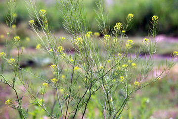 Descurainia sophia grows in nature