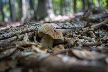 mushroom in the forest