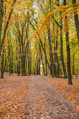 Coloured trees in Autumn park in Nebusice quarter, part of Prague 6, Czech republic, October 2022
